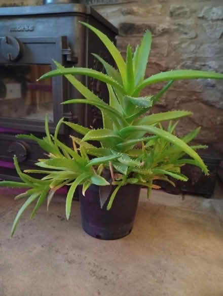 Photo of free Aloe succulent (Buxworth SK23) #1