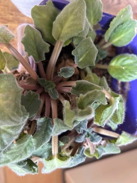Photo of free African violets purple (Hackney E5) #2