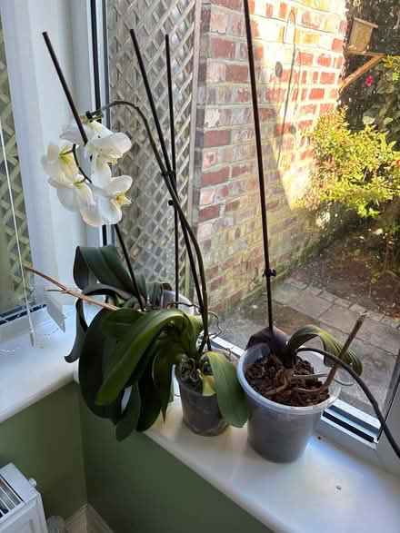 Photo of free 3 orchid plants (Southport PR9) #1