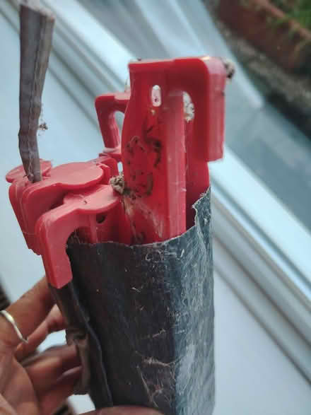 Photo of free tent pegs (Matlock DE4) #1