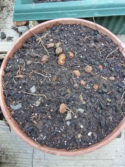 Photo of free Crocosmia bulbs (Dublin central) #2