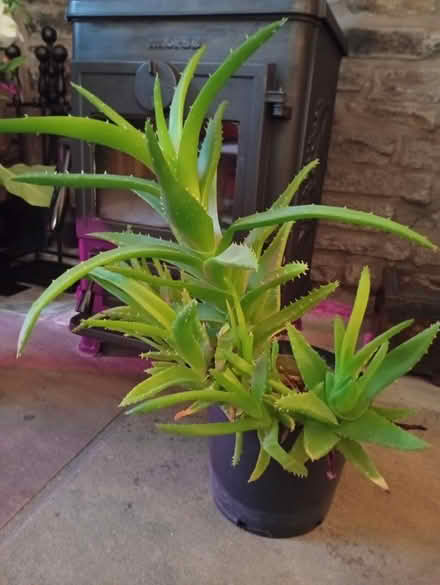 Photo of free Aloe succulent (Buxworth SK23) #2