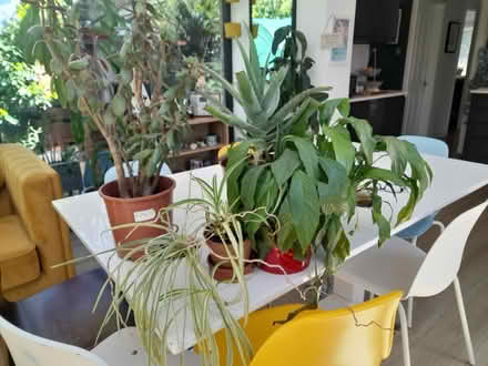 Photo of free Houseplants (North Petherton TA6) #1