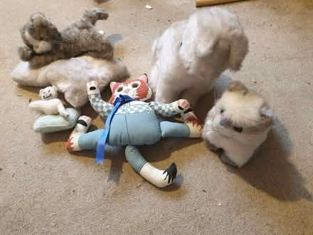 Photo of free Various stuffed cats (Trowbridge BA14) #1