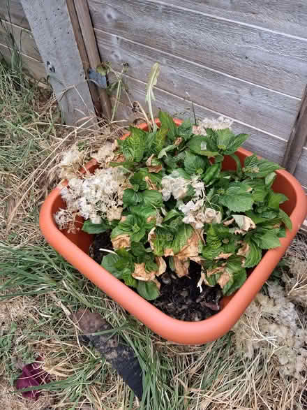 Photo of free Hydrangeas x 2 (Otford TN14) #4