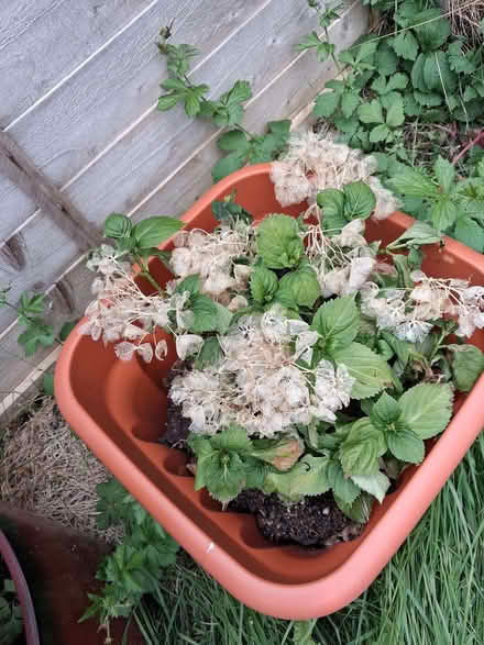 Photo of free Hydrangeas x 2 (Otford TN14) #1