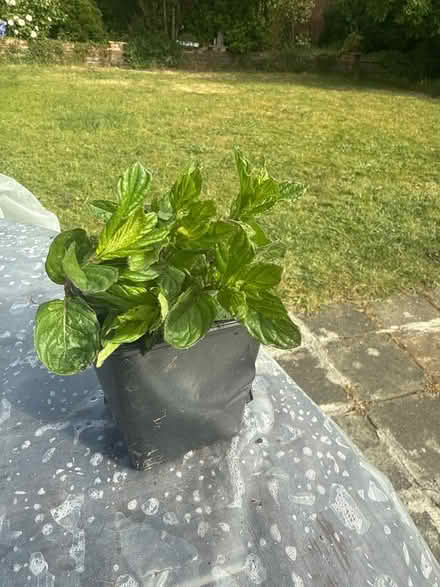 Photo of free Mint plant (Norbury CR7) #1