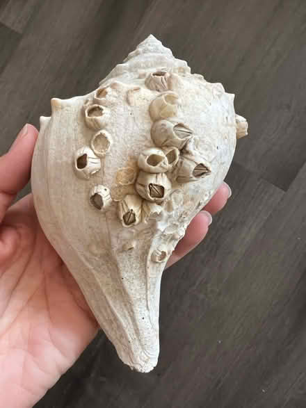 Photo of free Shells, coral, rocks (Arlington, VA) #2