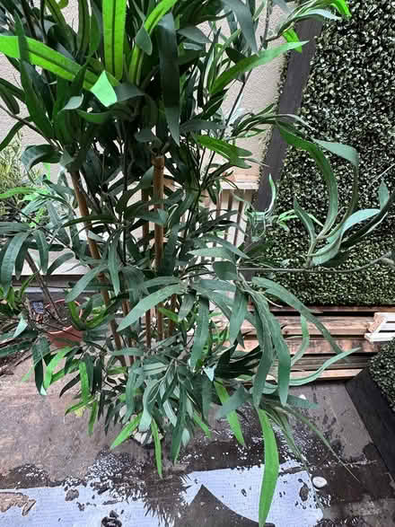 Photo of free X2 Fake bamboo plants (SE1 2DF) #1