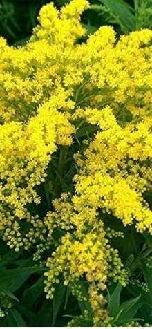 Photo of free Golden Rod plants (Haywards Heath RH16) #2