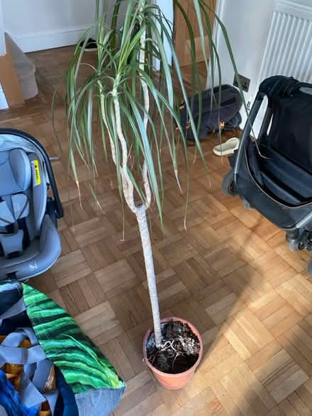Photo of free Plant (NG9 Stapleford) #1