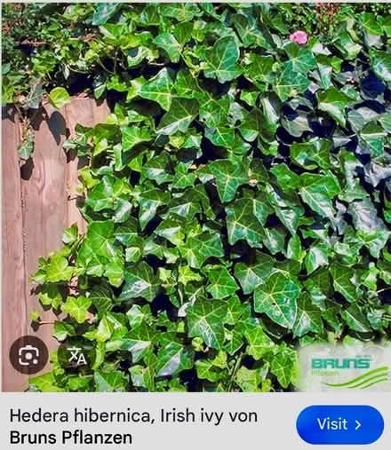 Photo of free Irish Ivy (Plano, TX. 75023) #2