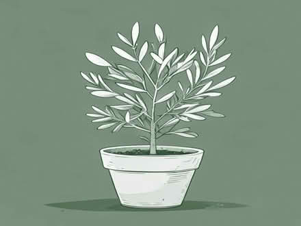 Photo of Very Large plant pot for an.olive tree (New Malden KT3) #1