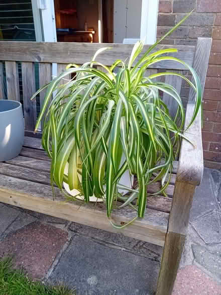 Photo of free Two house plants (Wivelsfield Green RH17) #2