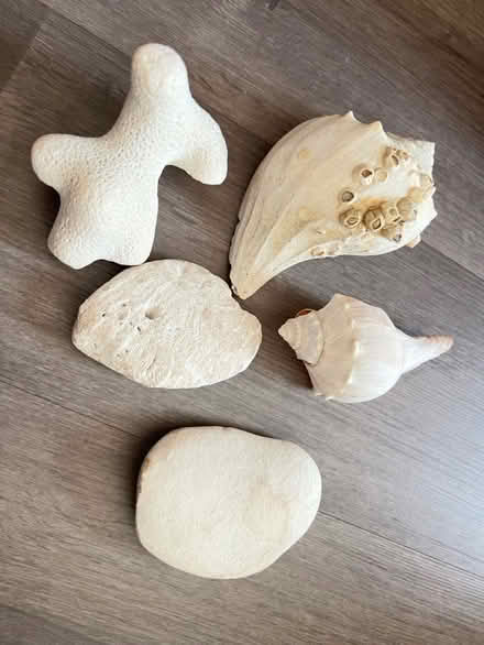 Photo of free Shells, coral, rocks (Arlington, VA) #1