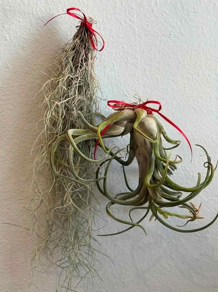 Photo of free Two unique air plants (Fountain Vly, Heil & Bushard) #1