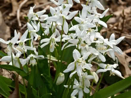 Photo of Blue + White Siberian Squill (Downsview) #1