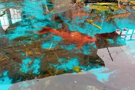 Photo of free Pond fish (North Leigh OX29) #2