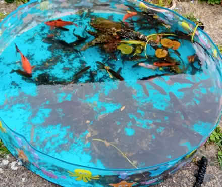 Photo of free Pond fish (North Leigh OX29) #1
