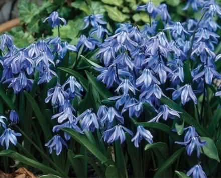 Photo of Blue + White Siberian Squill (Downsview) #2