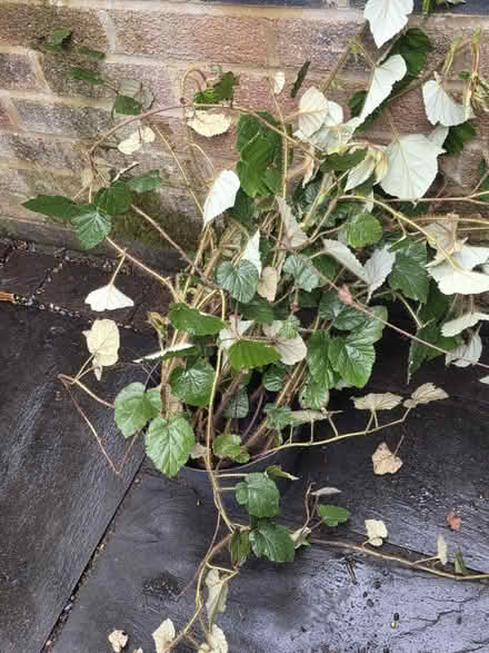 Photo of free Various Garden Plants (Bovingdon) #1
