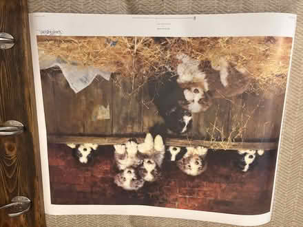 Photo of free "Muffin's Pups" print (Bryn-y-cochin SY12) #1