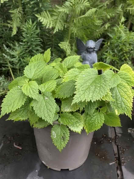 Photo of free Various Garden Plants (Bovingdon) #2