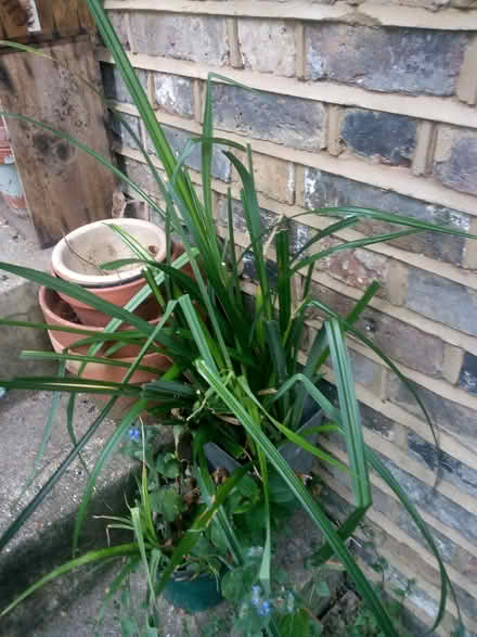 Photo of free Grasses roots (Lower Holloway N7) #1