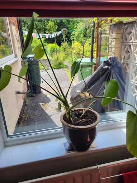 Photo of free house plant (Meersbrook S8) #1