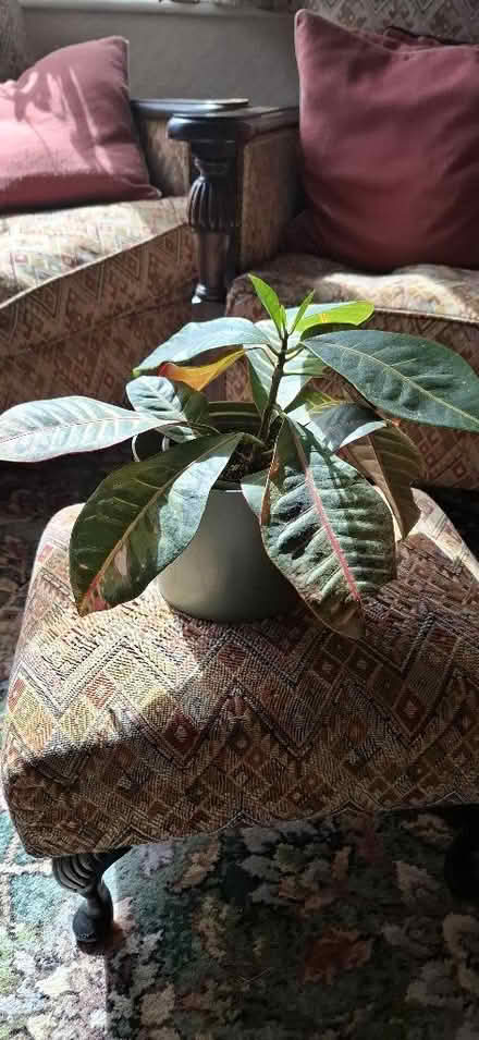 Photo of free Houseplant: Croton (Harrogate HG1) #1
