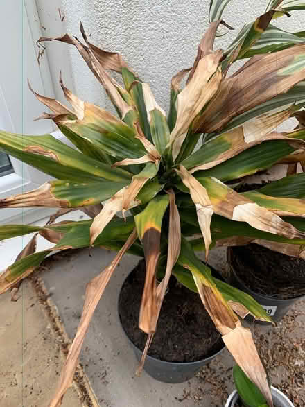 Photo of free 3 x Indoor Plants inc Orchid (Addlestone KT15) #2