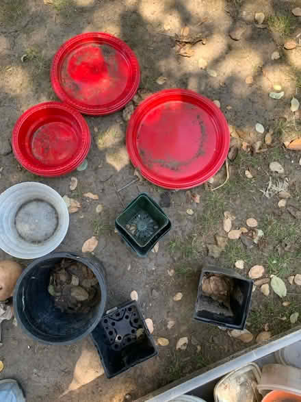 Photo of free Stuff from my garden shed (Piedmont) #3