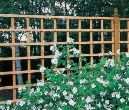 Photo of Trellis (Tooting SW17) #1