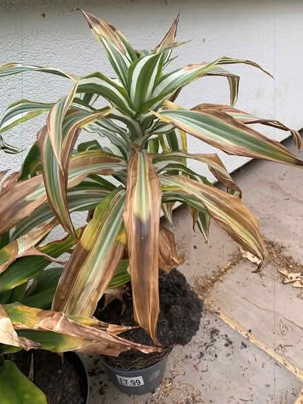 Photo of free 3 x Indoor Plants inc Orchid (Addlestone KT15) #4