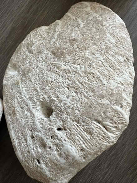 Photo of free Shells, coral, rocks (Arlington, VA) #4