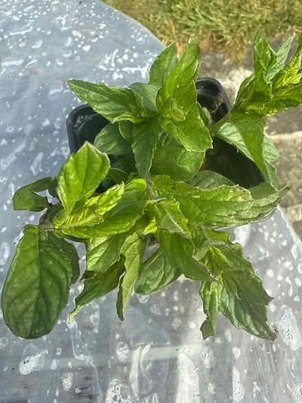 Photo of free Mint plant (Norbury CR7) #2