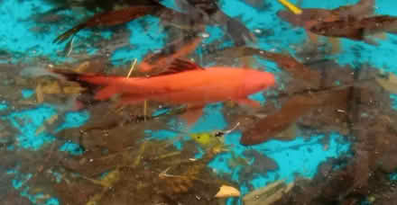 Photo of free Pond fish (North Leigh OX29) #3