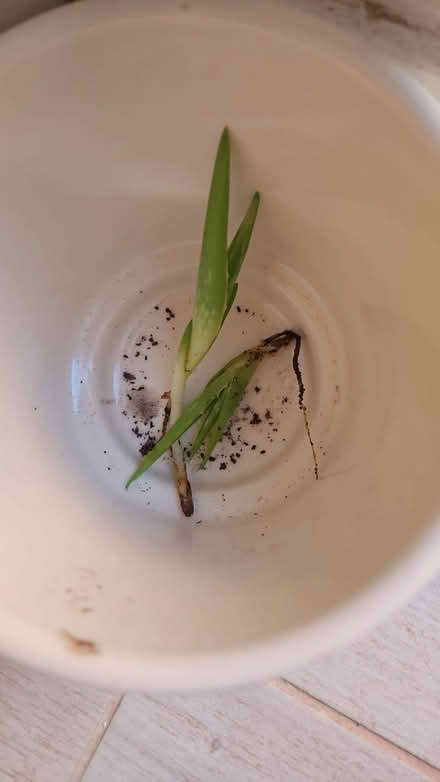 Photo of free Aloe vera (Orpington, BR5) #1
