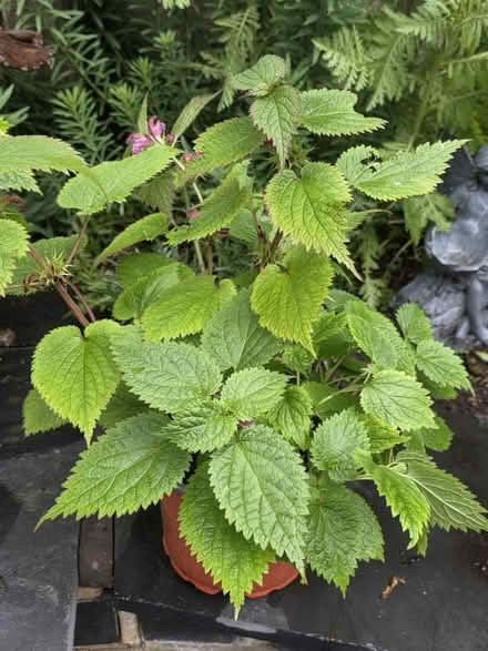 Photo of free Various Garden Plants (Bovingdon) #3