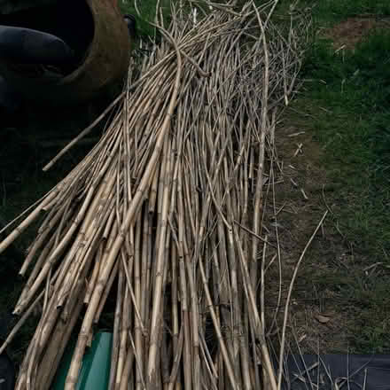 Photo of free Bamboo canes (Mill Hill NW7) #1