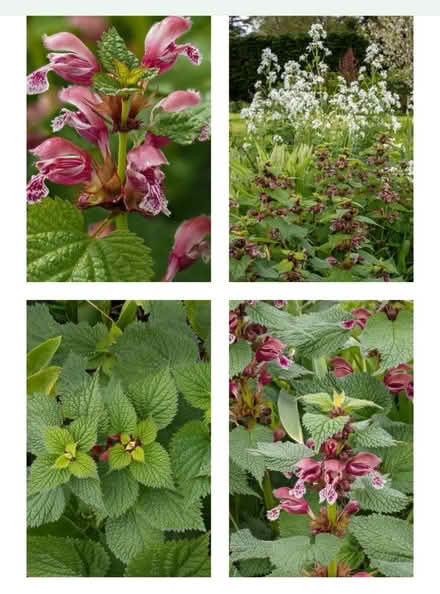 Photo of free Various Garden Plants (Bovingdon) #4