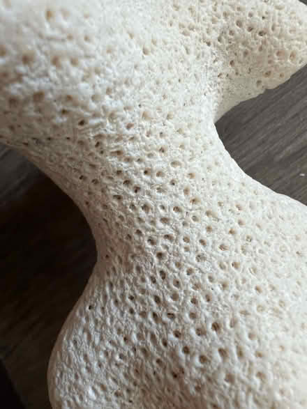 Photo of free Shells, coral, rocks (Arlington, VA) #3
