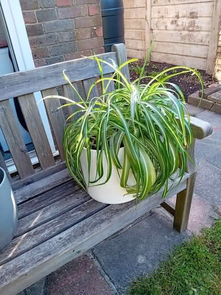 Photo of free Two house plants (Wivelsfield Green RH17) #3
