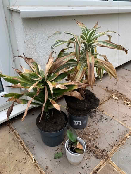 Photo of free 3 x Indoor Plants inc Orchid (Addlestone KT15) #1