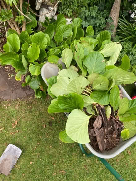Photo of free Rooted Bergenia plants (Waterlooville PO7) #1