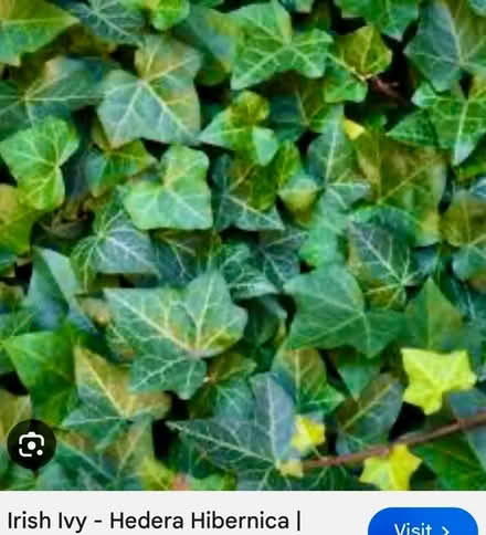 Photo of free Irish Ivy (Plano, TX. 75023) #1