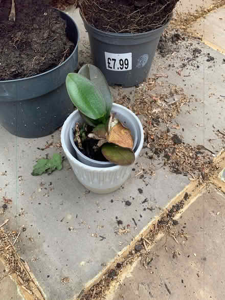 Photo of free 3 x Indoor Plants inc Orchid (Addlestone KT15) #3