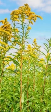 Photo of free Golden Rod plants (Haywards Heath RH16) #1