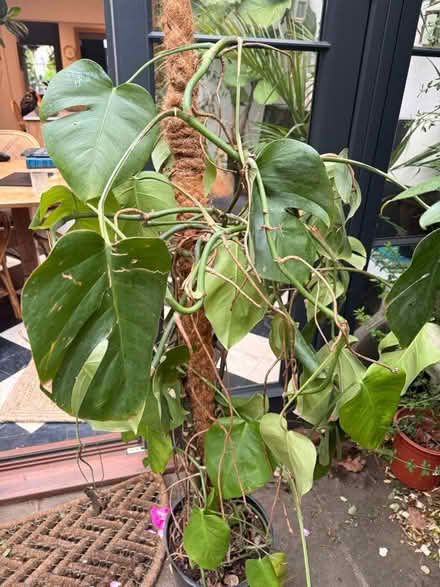 Photo of free Plant (East Finchley) #1