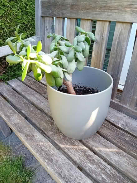 Photo of free Two house plants (Wivelsfield Green RH17) #4